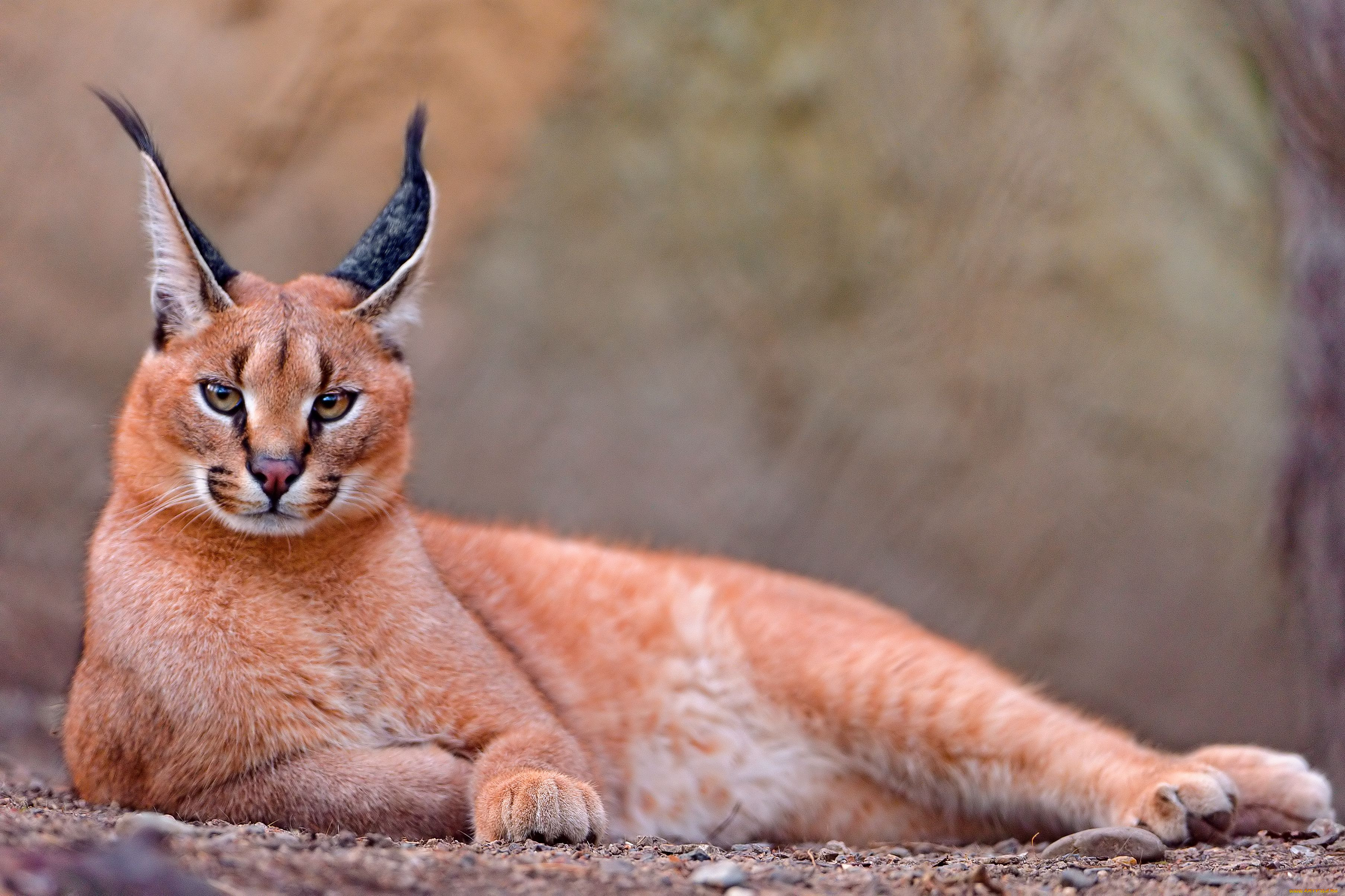, , , , , caracal